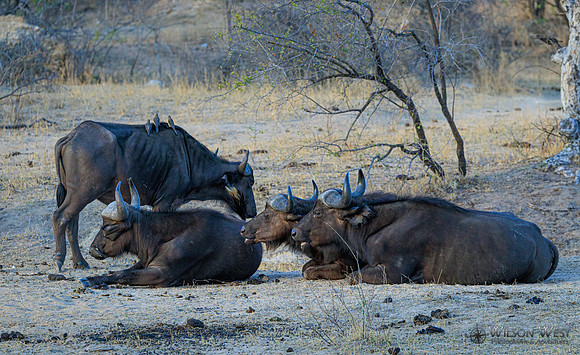 Cape Buffalo
