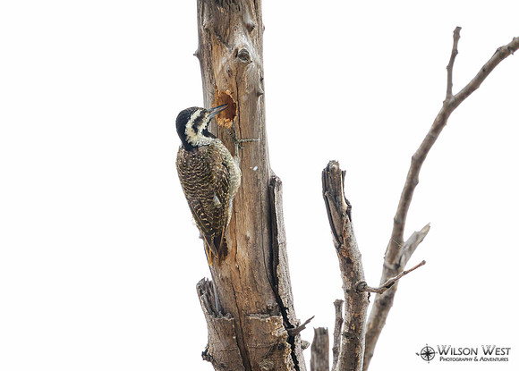 Bearded Woodpecker