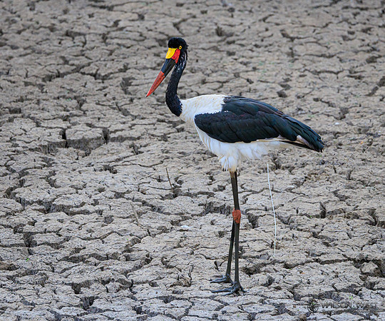 Saddle-billed Stork