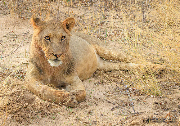Lion