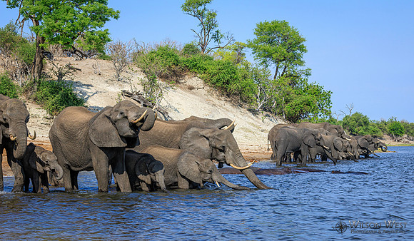 Elephant