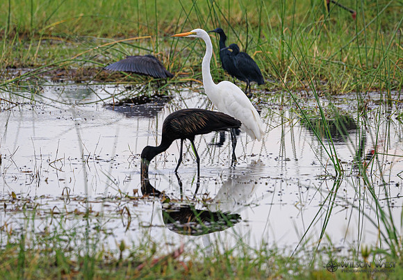 Saddle-billed Stork, Great Egret, Black Heron