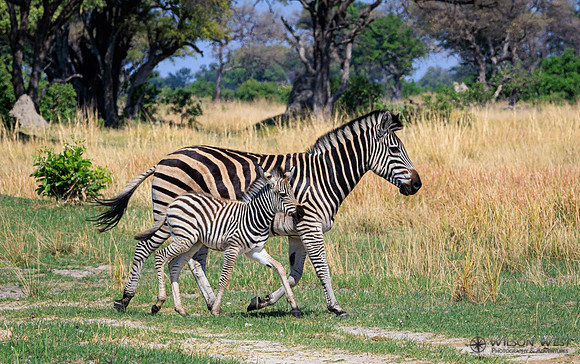 Burchell's Zebra