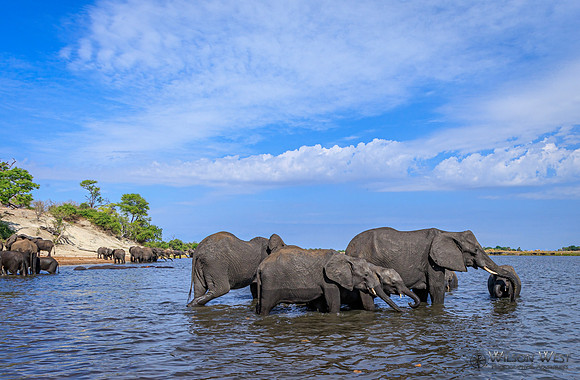 Elephant