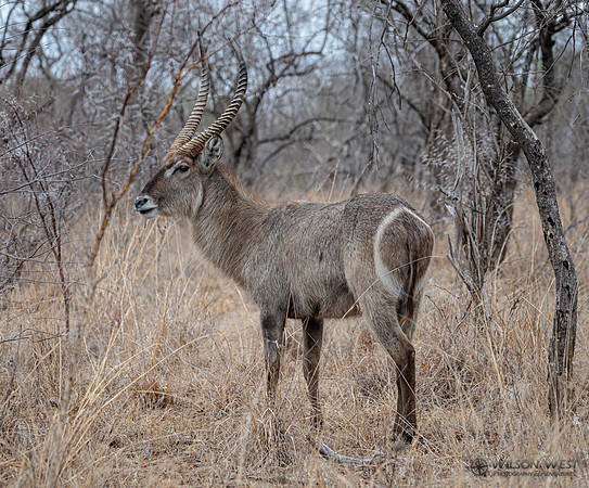Common Waterbuck