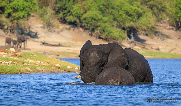 Elephant