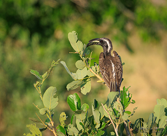 Gray Hornbill