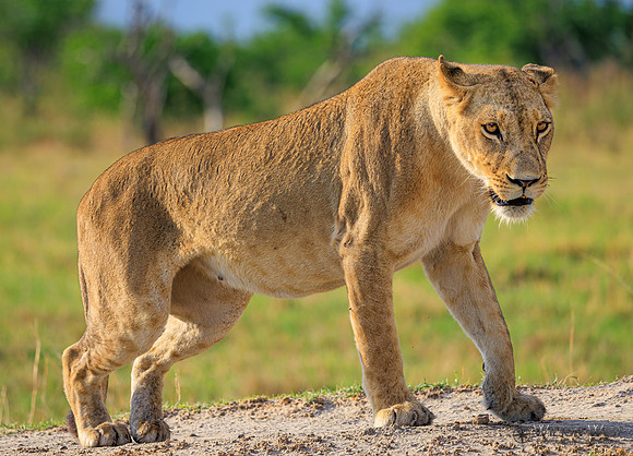 Lion