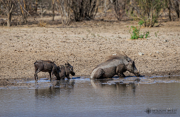 Warthog