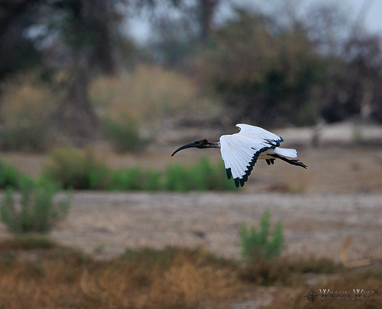 Sacred Ibis