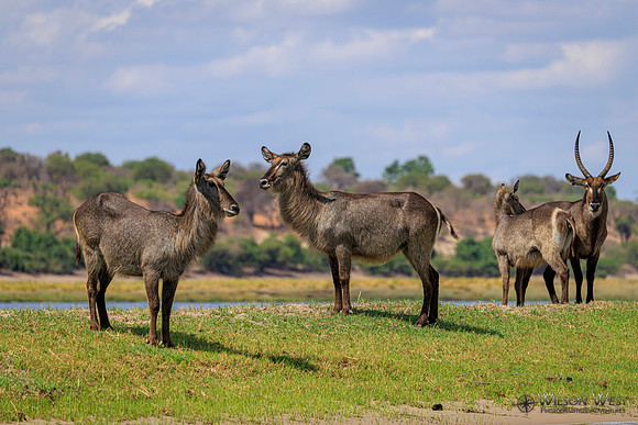 Common Waterbuck