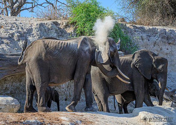 Elephant