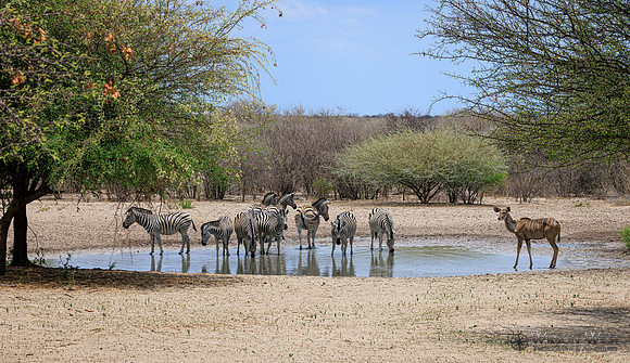 Burchell's Zebra
