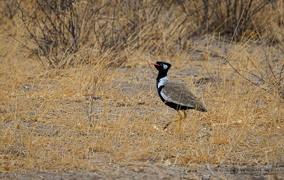 Black Korhaan
