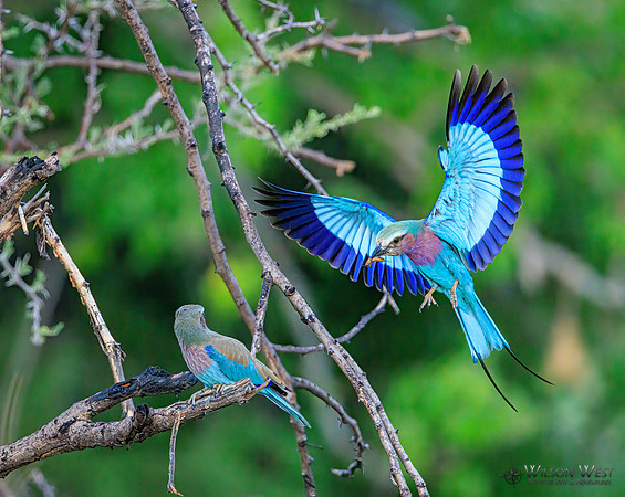 Lilac-breasted Roller