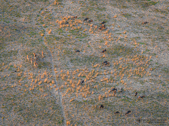 Okavango Delta Helicopter