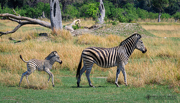 Burchell's Zebra