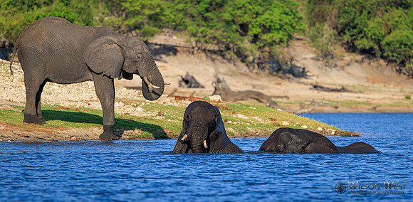 Elephant