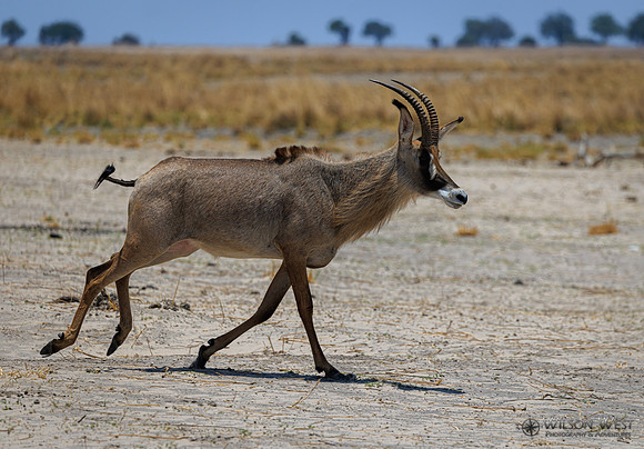 Roan Antelope