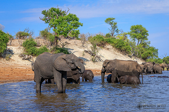 Elephant