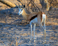 Springbok