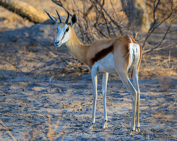 Springbok