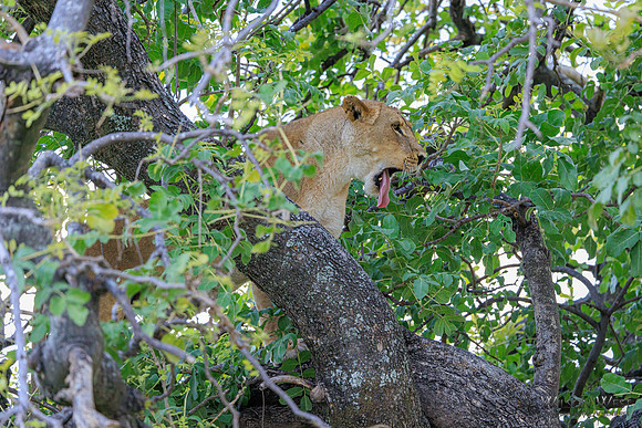 Lion