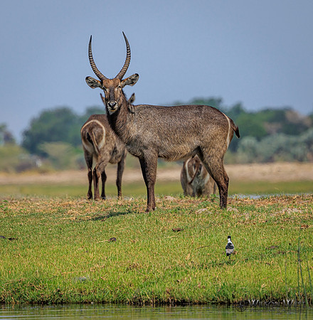 Common Waterbuck