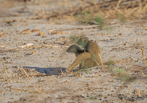 Mongoose