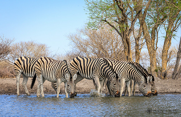 Burchell's Zebra