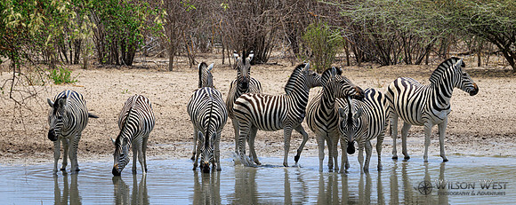 Burchell's Zebra