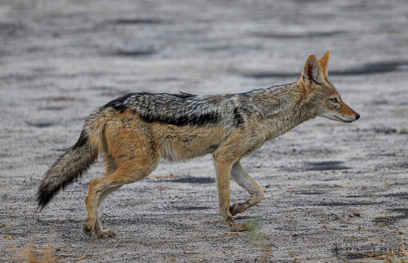 Black-backed Jackal