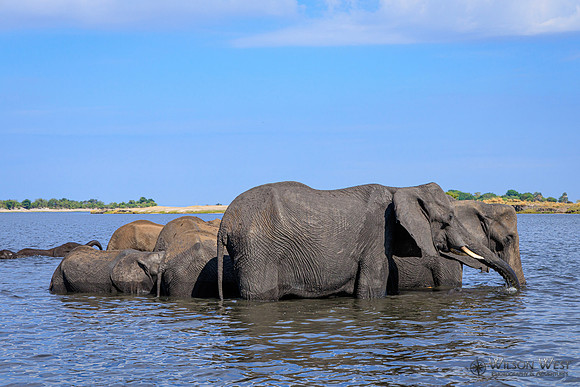 Elephant