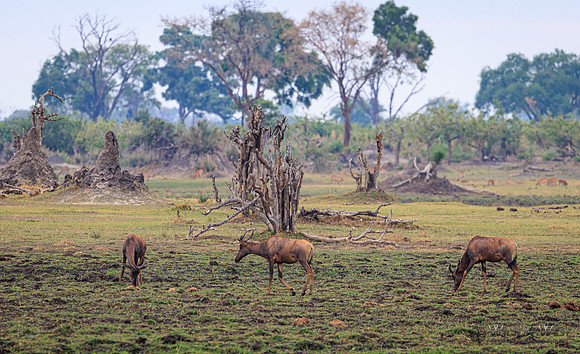 Tsessebe