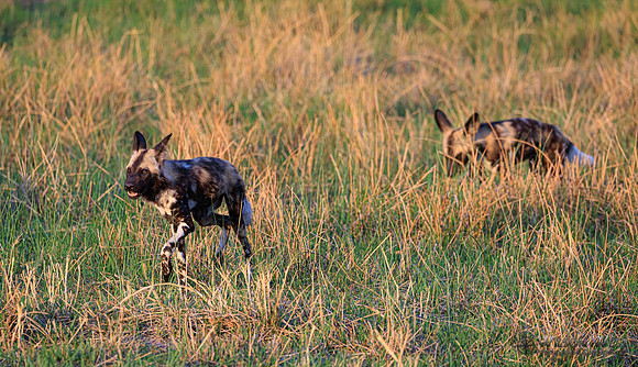 African Wild Dog