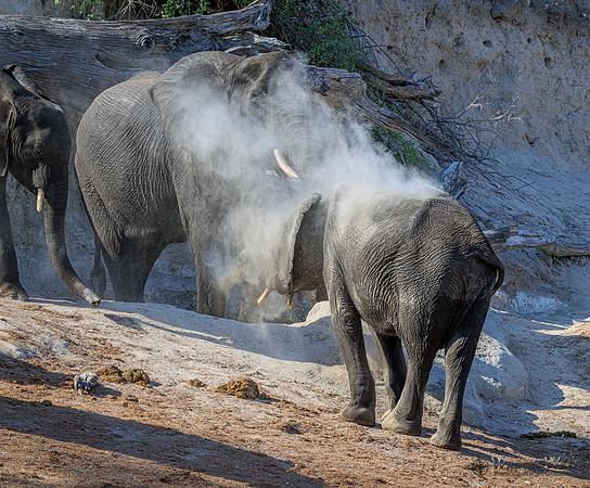 Elephant