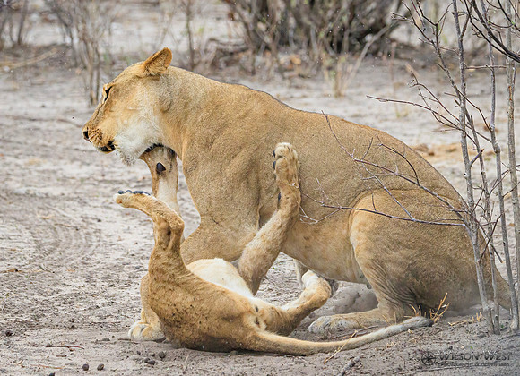 Lion