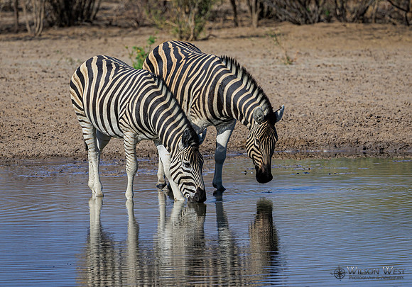 Burchell's Zebra