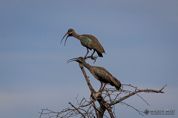Hadada Ibis
