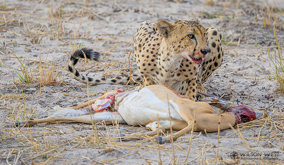 Cheetah