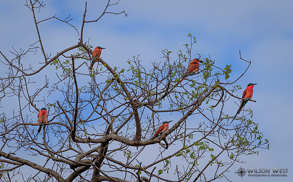 Carmine Bee-eater