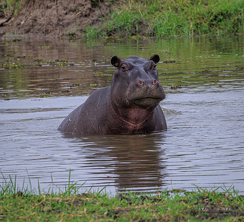 Hippopotamus