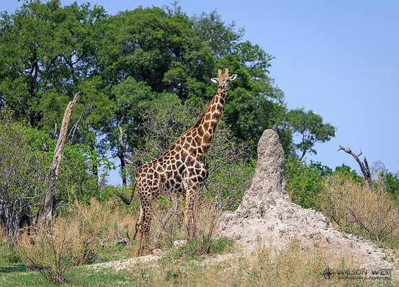 Giraffe