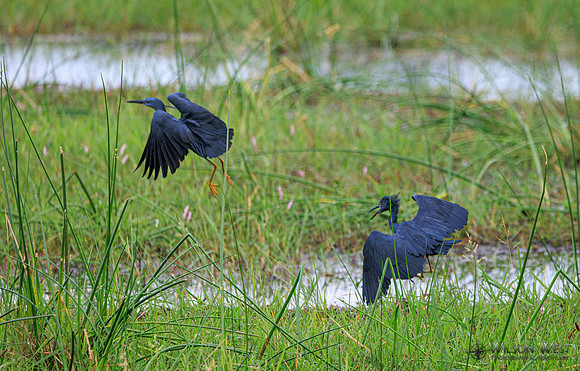 Black Heron