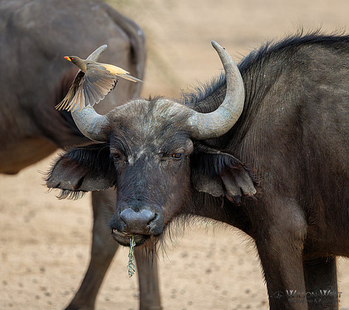 Cape Buffalo, Red-billed Oxpecker