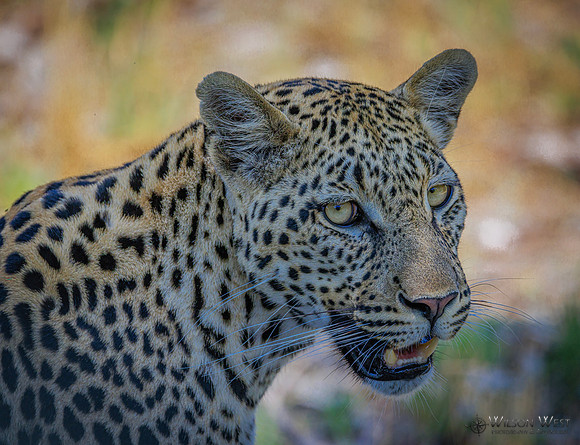 Leopard