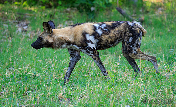 African Wild Dog