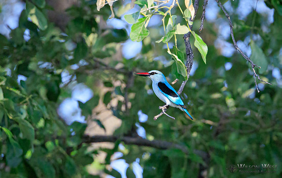 Woodland Kingfisher