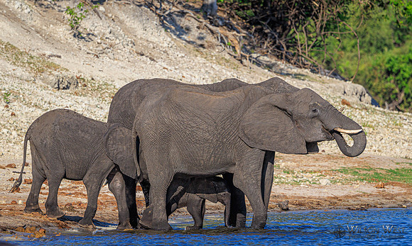 Elephant
