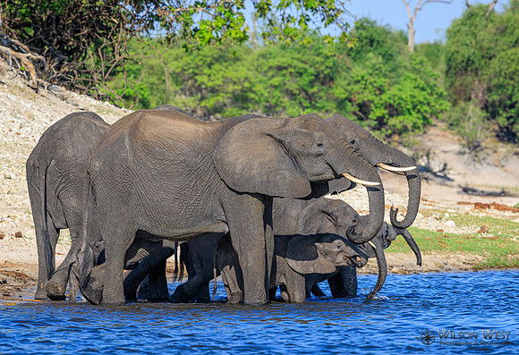 Elephant